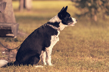 Photo of a Border collie in the park