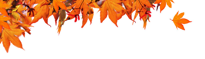 red  autumnal  leaf of maple tree in panoramic view on white background