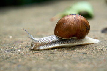 Close-up on edible snail, Roman snail, burgundy snail, escargot after rain on wet concrete