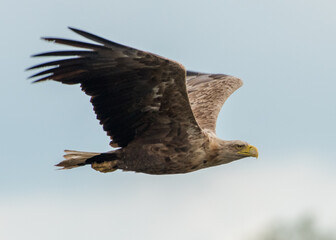 Seeadler