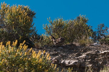mountain goats on the mountainside