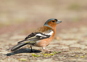 Kleiner Vogel beim essen