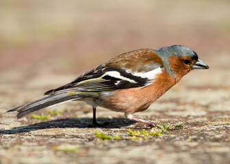 Kleiner Vogel beim essen