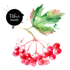 Watercolor viburnum berries illustration. Vector painted isolated superfood on white background - obrazy, fototapety, plakaty