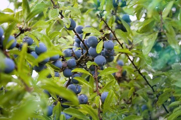 Blackthorn. Shrub branches Sprinkled with blue balls.Prunus spinosa, called blackthorn or sloe, is a species of flowering plant in the rose family Rosaceae. It is native to Europe, western Asia.