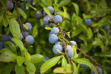 Blackthorn. Shrub branches Sprinkled with blue balls.Prunus spinosa, called blackthorn or sloe, is...