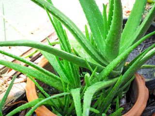 close up of green leaves aloe vera. herbal medicine for skin care and hair care that can be used as treatment.