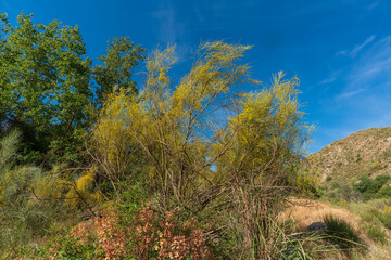 broom in bloom and trees in the field