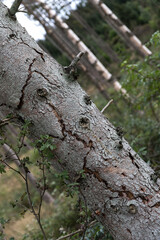 a dead forest from climate change and bark beetle