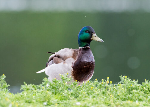 Ente