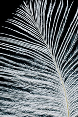 Bird feather close up with water drops