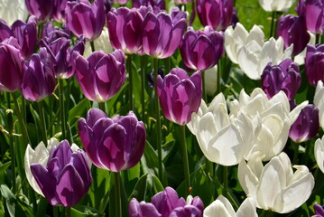 Weiße und violette Tulpen