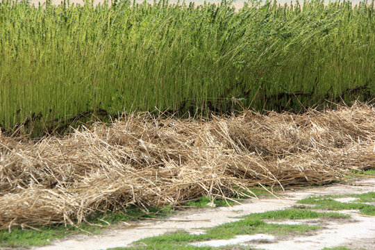 rouissage du chanvre