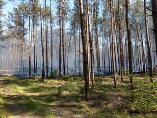 Obraz premium Waldbrand