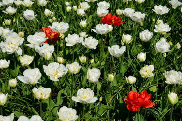 Weiße und rote Tulpen