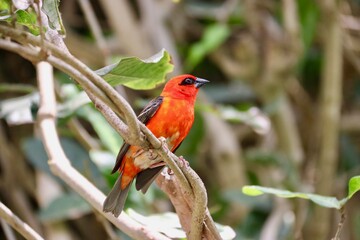 Oiseau Ile Maurice -  foudi rouge