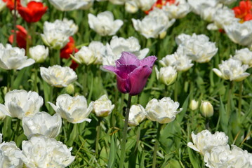 Violette Tulpe vor weißen und roten Blüten