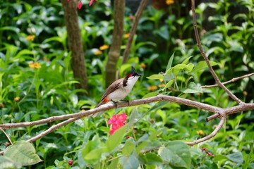 Oiseau Ile Maurice - Bulbul orphée ou Condé - Pycnonotus jocosus