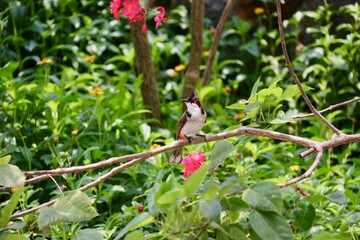 Oiseau Ile Maurice - Bulbul orphée ou Condé - Pycnonotus jocosus