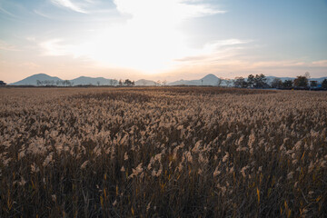 갈대와 노을진 하늘