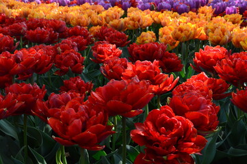 Orange und rote Tulpen