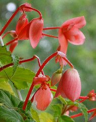 Flowers and buds, of a basket of pink begonias