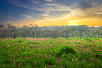 Siam tulip field (Dok Krachiew flower field) during sunrise time at Sai Thong National Park at Chaiyaphum in Thailand.