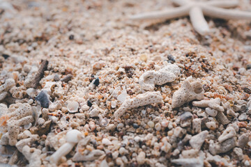 Star fish,reef and sea shell on white wood,summer background