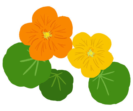 0 Best ナスタチウム Images Stock Photos Vectors Adobe Stock