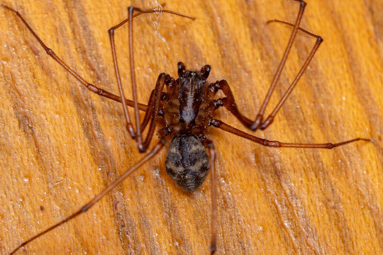 Spitting Spider of the Genus Scytodes