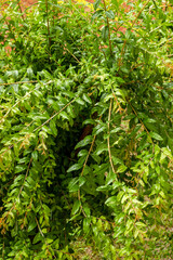 Fresh, green pistachio pine trees background