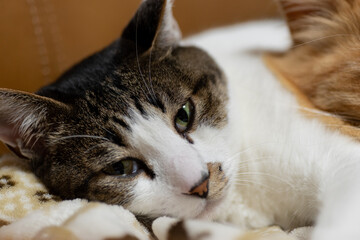 眠そうな猫　　キジトラ猫