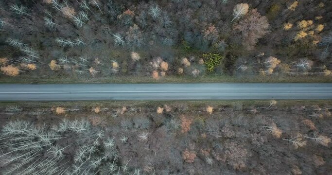 Aerial video of the road in the middle of autumn forest. Fall