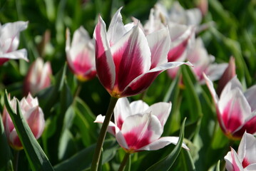 Dunkelrosa-weiße Tulpen