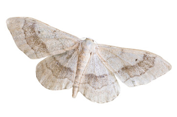 Riband Wave (Idaea aversata) geometridae moth isolated on white background, Europe, Czech Republic...