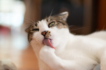 毛づくろいをする猫