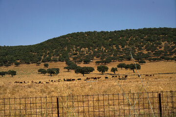 Beautiful distant shot of cattle on a dry field