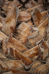 Trunk of the palm, close-up detail