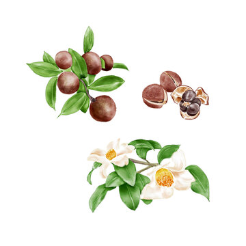 Watercolor Illustration of Camellia oil flowers and seeds, isolated on white background.