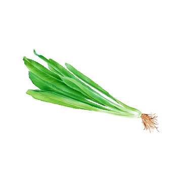 Watercolor Illustration of Fresh Culantro, which is a commonly used spice in Thai cuisine, isolated on white background.