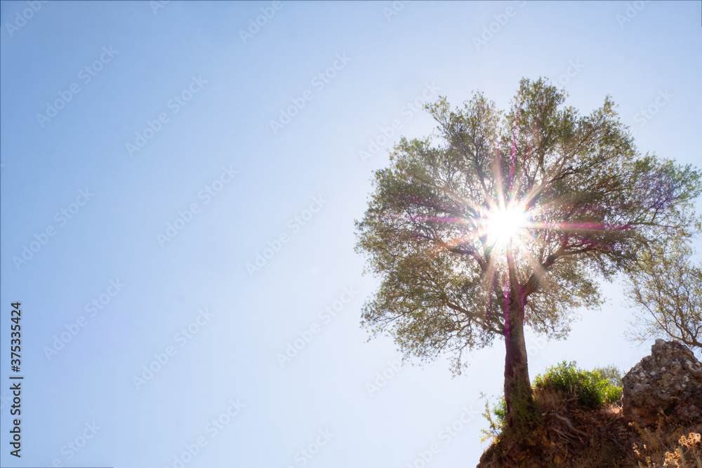 Wall mural tree with the sun in the background and a beautiful blue sky