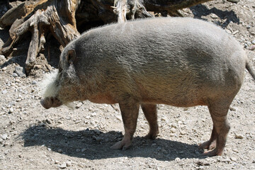 Bartschwein