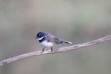 Bird on a branch