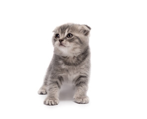 Cute Scottish fold little kitten isolated on a white background.