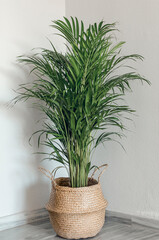Isolated Areca palm (Dypsis Lutescens) in a wicker basket