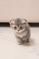 Cute Scottish fold little kitten at home