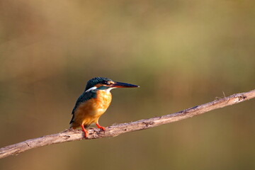 kingfisher on a branch