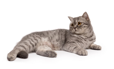 Beautiful Scottish young cat isolated on a white background.