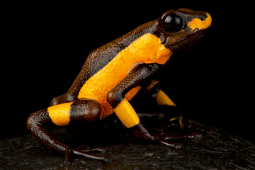Harlequin poison-dart frog (Oophaga histrionica)