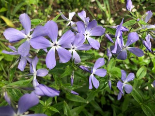 Phlox subulata, blue and lilac flowers on the green background.